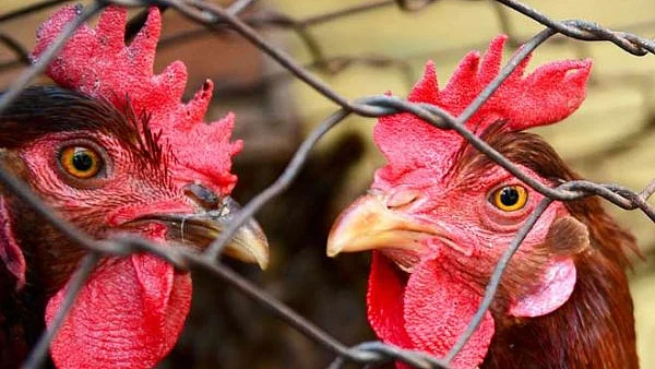 تصویر سوشل میڈیا