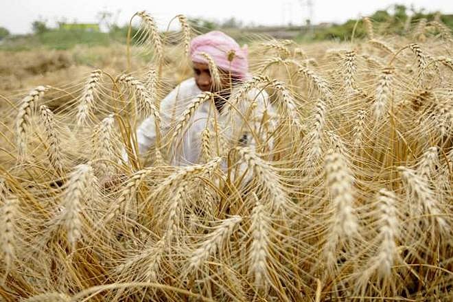 ’بیرونی ریاستوں سے گندم کا ایک بھی دانہ منڈیوں میں نہ آئے‘