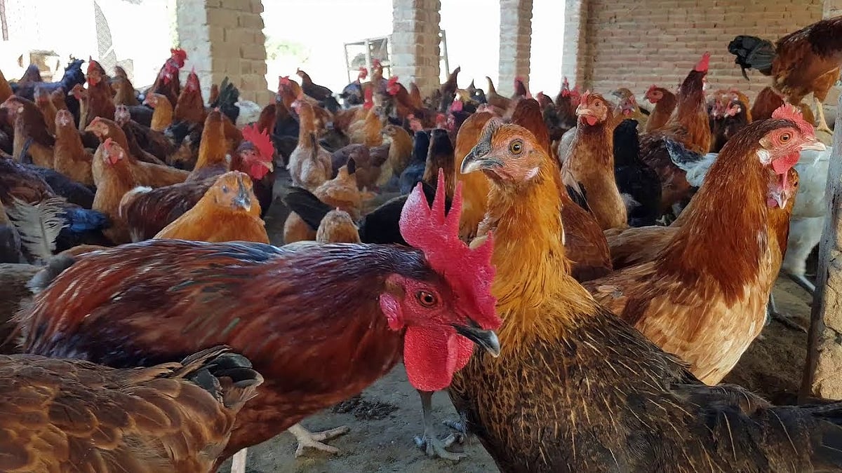 دیسی پالٹری فارمنگ نے دکھائی کسانوں کو راہ!