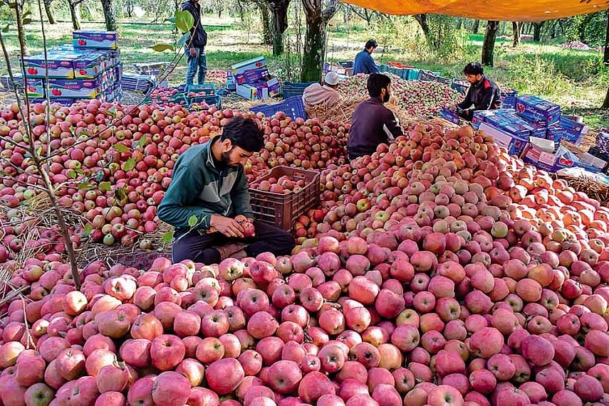 کشمیر: لاک ڈاؤن سے پریشان روزہ داروں کی دہلیز تک تازہ سیب پہنچانے کی کوشش