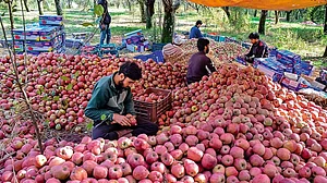 ہماچل پردیش: بی جے پی کے لیے کڑوا ثابت ہوا سیب، ایپل بیلٹ میں کانگریس کا 17 میں سے 12 سیٹوں پر قبضہ