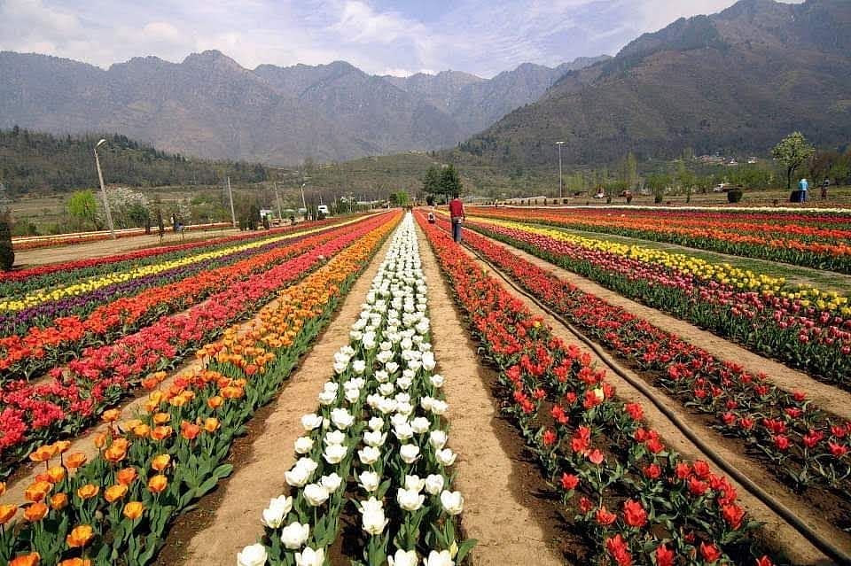 کشمیر: باغ گل لالہ کے نظاروں سے لوگ امسال محروم