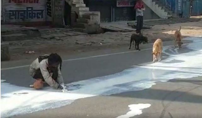 لاک ڈاؤن میں بدحالی کا منظر، سڑک پر بکھرے دودھ سے انسان اور جانور دونوں نے مٹائی بھوک... ویڈیو