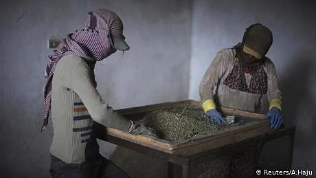 لبنان میں گانجے کی اجازت 