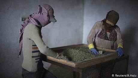 لبنان میں گانجے کی اجازت 
