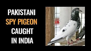 پاکستانی جاسوس ہونے کی پاداش میں پکڑا جانے والا کبوتر رہا