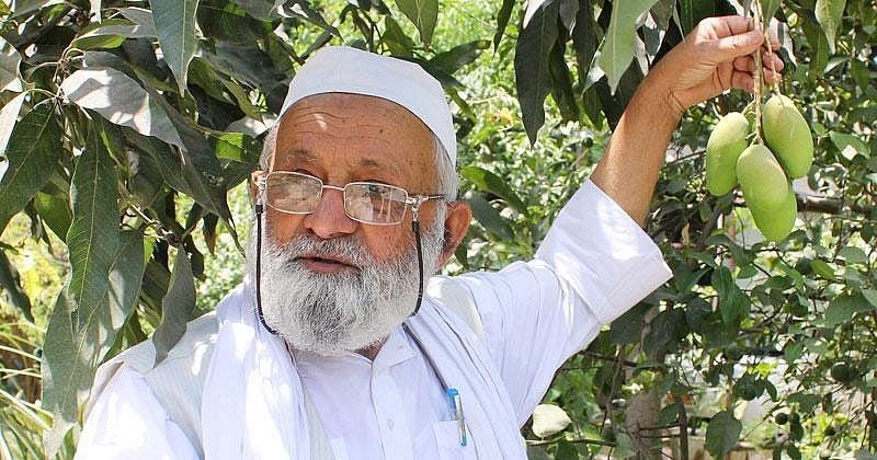 لکھنؤ: کلیم اللہ کے آم کی نئی قسم ڈاکٹروں کے نام منسوب