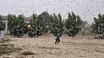 ٹڈی دل