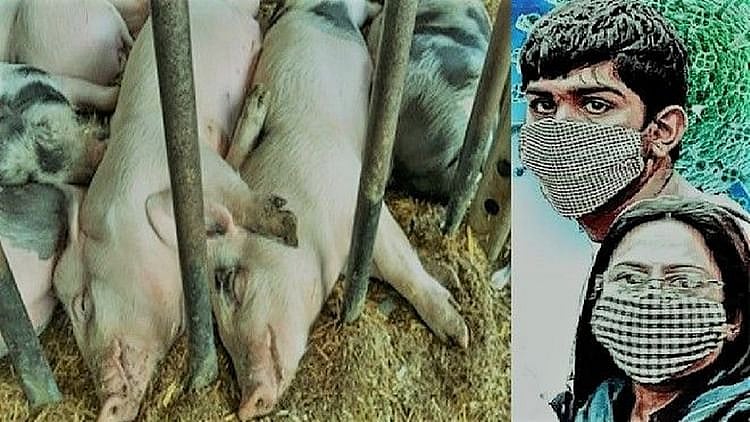 کورونا وبا کے درمیان ہندوستان میں مہلک افریقی سوائن فلو کی دستک، 2500 خنزیر ہلاک