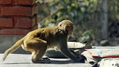 بھارت ميں بندر کورونا وائرس کے نمونے لے کر فرار
