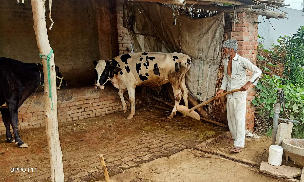 مظفرنگر: طاہر کی 5 گایوں کی پُر اسرار  موت، صدمہ میں پورا خاندان