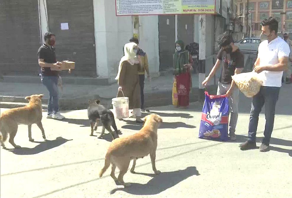 کشمیر: لاک ڈاؤن میں نوجوان رضاکار آوارہ کتوں کو کھانا کھلانے میں مصروف