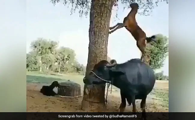وائرل ویڈیو :  بھینس پر چڑھ کر پتے کھاتی ’اسمارٹ بکری‘