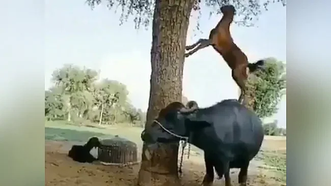 تصویر سوشل میڈیا