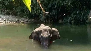 نفرت کی دنیا کو چھوڑ کے، پیار کی دنیا میں... سہیل انجم
