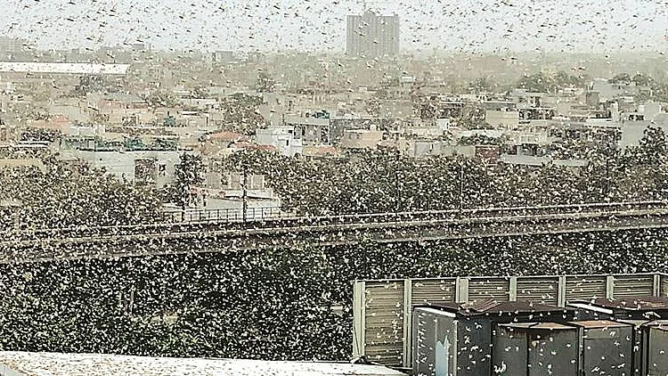 تصویر سوشل میڈیا