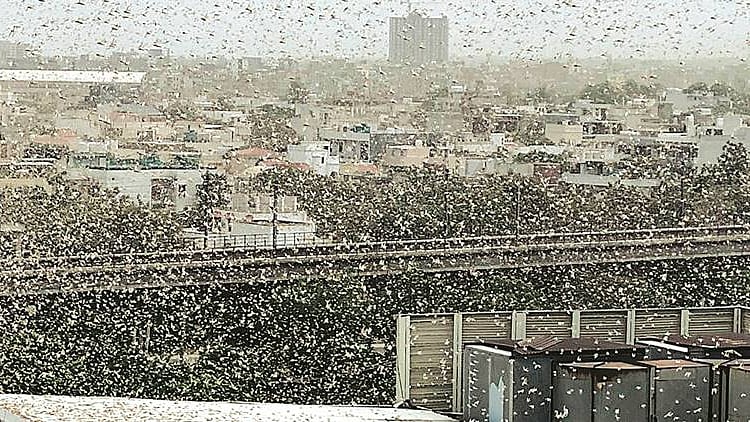 تصویر سوشل میڈیا