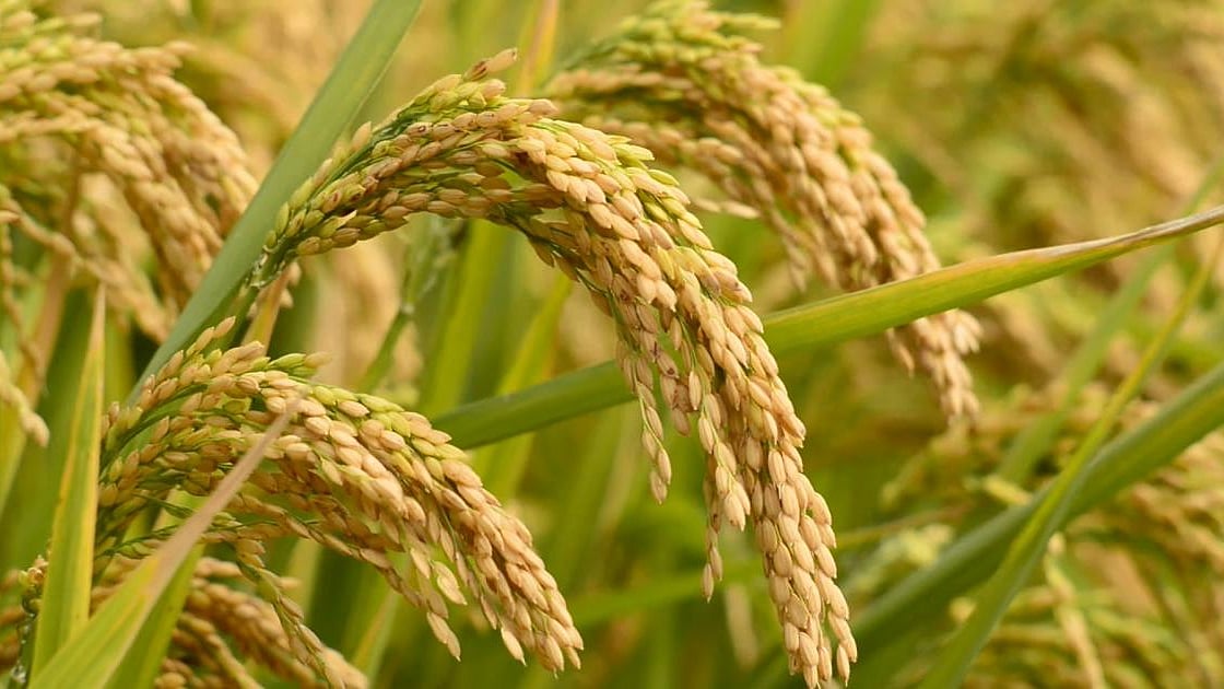تصویر سوشل میڈیا