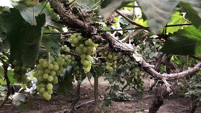 انگور کے گچّھے وادی نجران کے کناروں کی زینت بن گئے