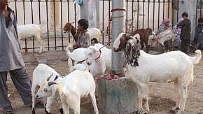 سوشل میڈیا