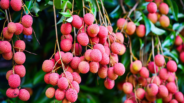 لیچی، تصویر سوشل میڈیا