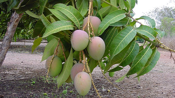 تصویر سوشل میڈیا