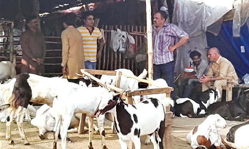 عیدالاضحی :ممبئی میں بکرےمنڈی نہیں لگے گی ، بکرے آن لائن خرید سکتے ہیں 
