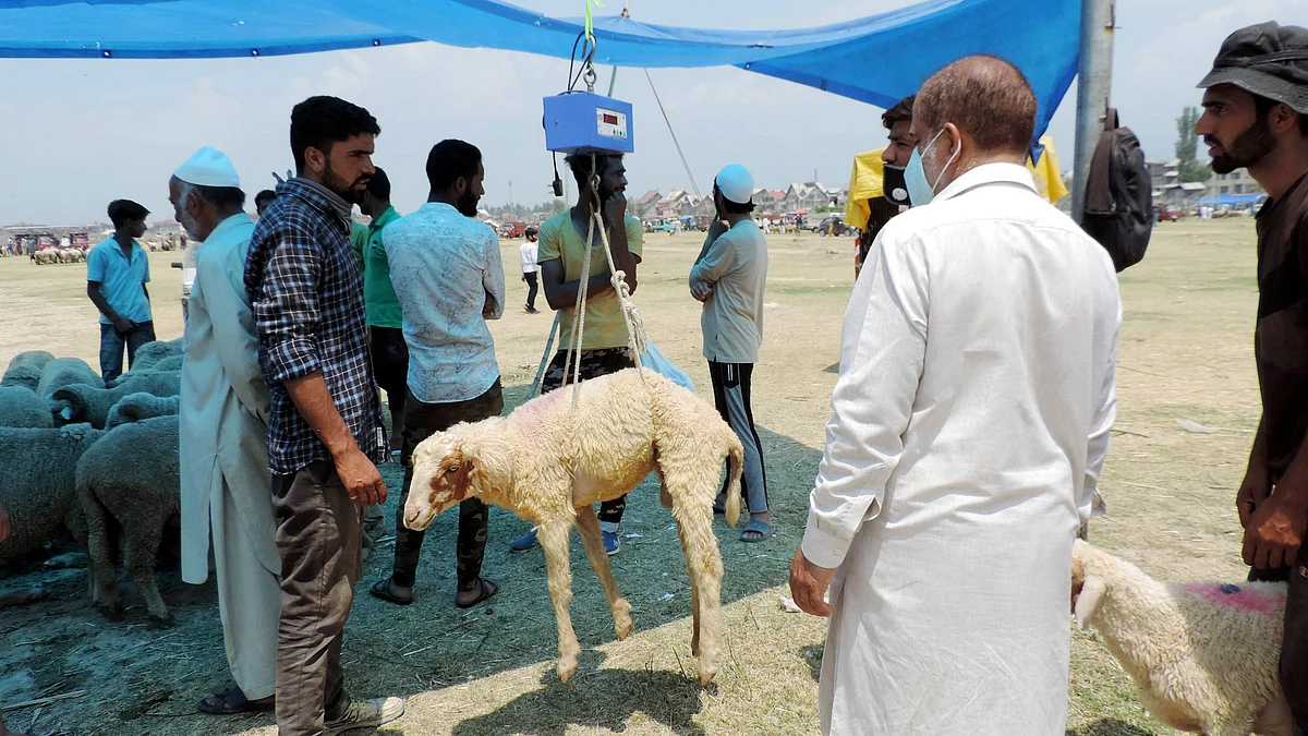 سرینگر: عید الاضحیٰ کے موقع پر زندہ بھیڑ کا وزن کرتے خریدار / تصویر یو این آئی