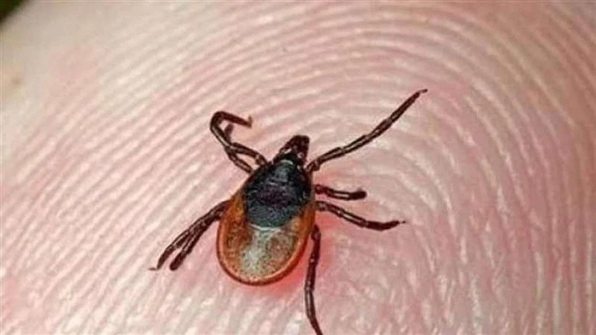 تصویر بشکریہ ڈی این اے انڈیا