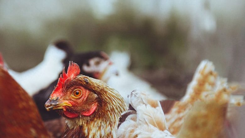 تصویر بشکریہ poultryintl.com