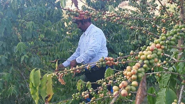 سعودی عرب: جازان کے پہاڑوں میں اگنے والا کافی کا خودرو باغ