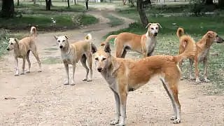 تصویر سوشل میڈیا
