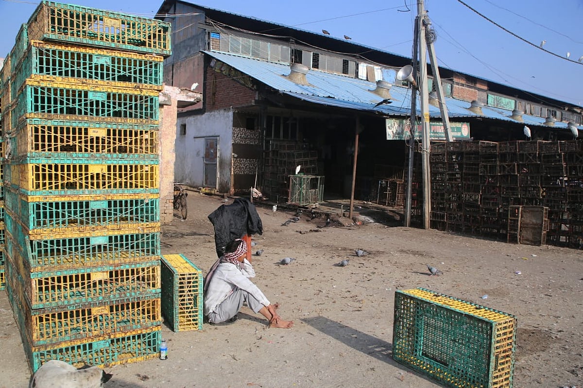 مرغا جان سے بھی گیا اور کاروباریوں کو مزہ بھی نہیں آ رہا، قیمتوں میں 50 فیصد کی گراوٹ 