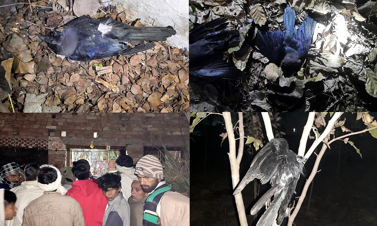 یوپی: مظفرنگر میں برڈ فلو کی تصدیق سے دہشت! کئی اضلاع میں ہائی الرٹ