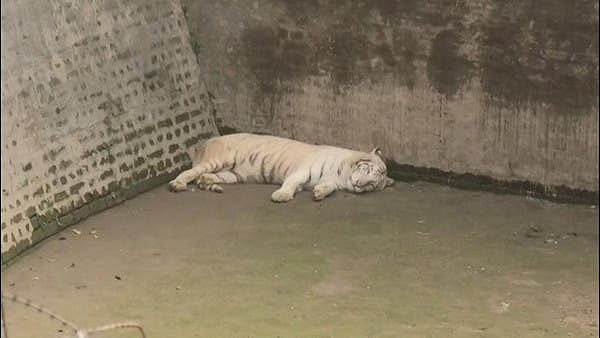 جانوروں میں کورونا کا پھیلاؤ بڑھا، چڑیا خانہ میں 9 شیر کورونا پازیٹو، ایک کی موت
