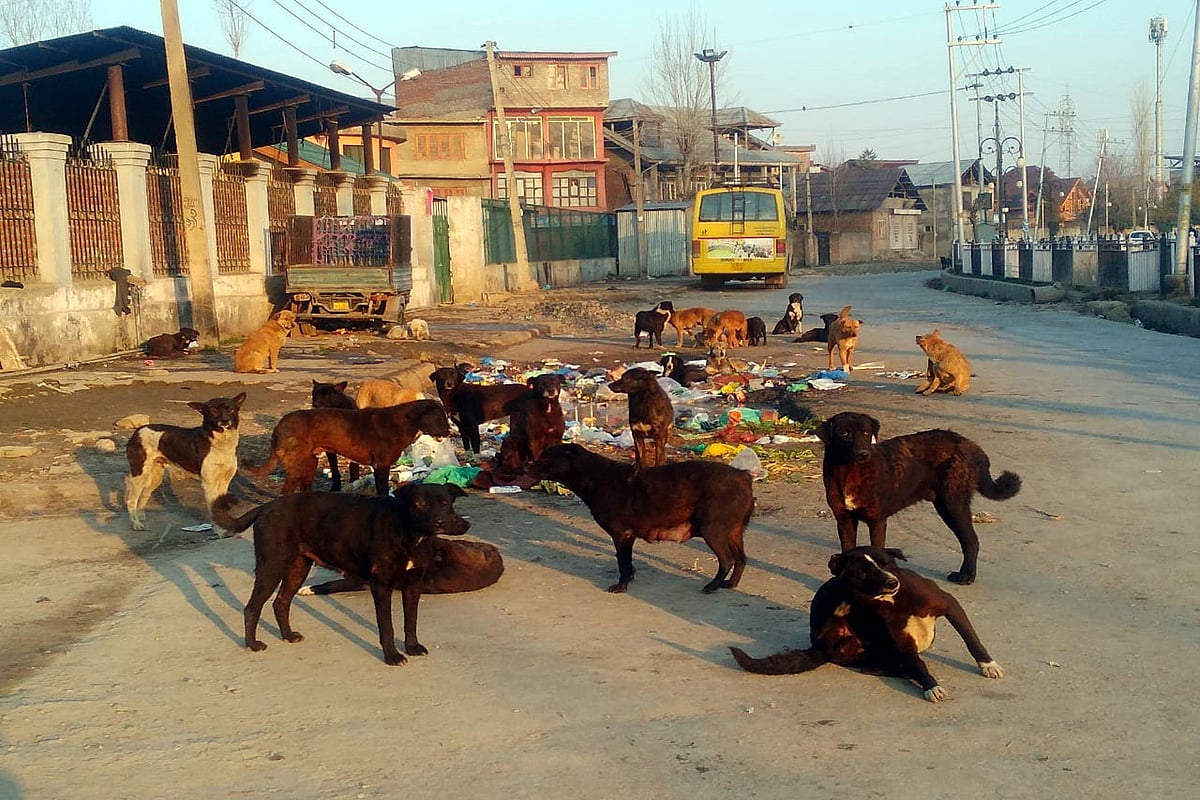 سری نگر میں تمام آوارہ کتوں کی نس بندی کرانے کا منصوبہ