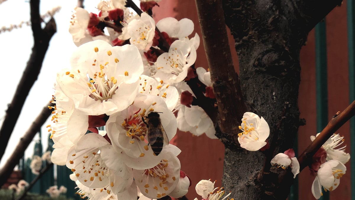 تصویر یو این آئی
