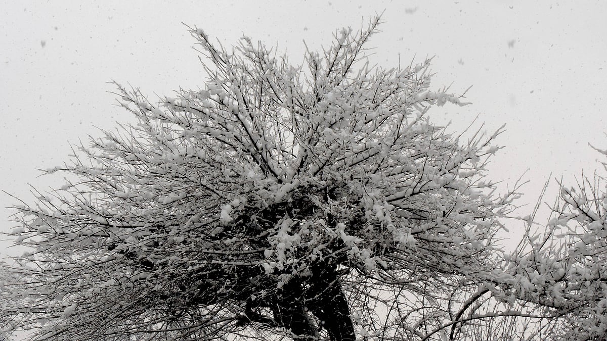تصویر یو این آئی