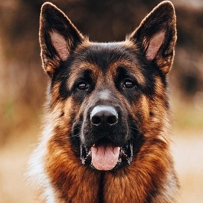 روس میں جانوروں کے لئے کورونا کی ویکسین تیار