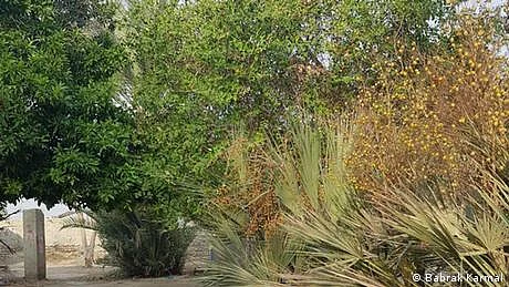 مزری بلوچستان کے باسیوں کا ایک اہم ذریعہ روزگار، حکومتی غفلت کا شکار