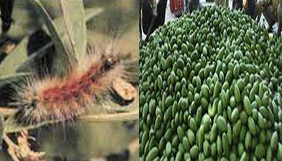 ’تاؤتے‘ اور ’ریڈ بینڈیڈ کیٹر پلر‘ سے آموں کو ہوا زبردست نقصان