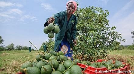 غریب براعظم میں سبز سونا، افریقہ میں آووکادو فارمنگ میں اضافہ