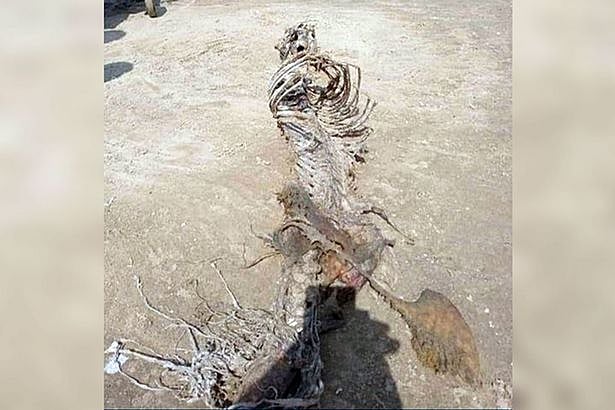 سمندر کنارے ’جل پری کا کنکال‘ ملنے سے سبھی حیران!