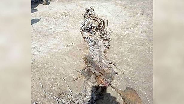 تصویر سوشل میڈیا