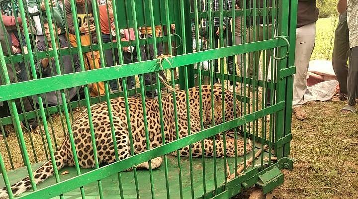 کشمیر: وسطی ضلع بڈگام میں دو ہفتوں کے اندر تین تیندوے زندہ پکڑے گئے