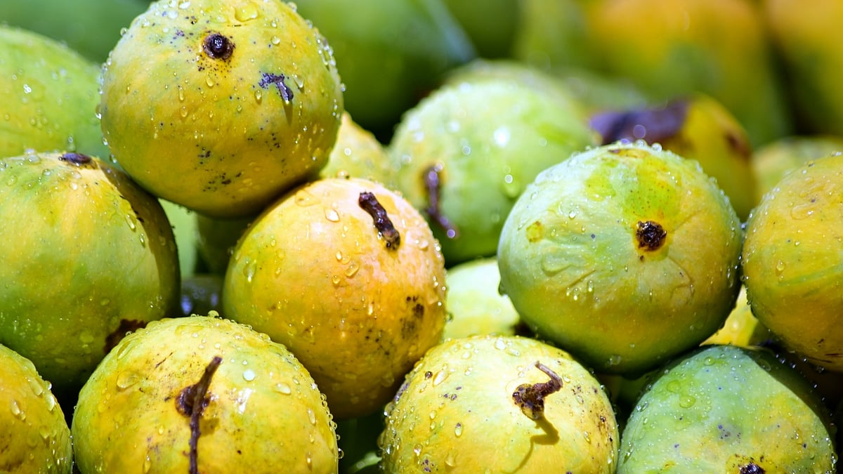 عام کی اقسام