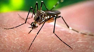 کیرالہ میں زیکا وائرس کے پہلے معاملے کی تصدیق، اب تک 10 افراد متاثر