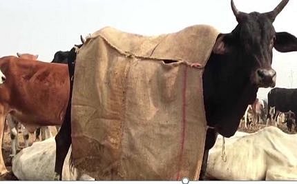 رحمان نے مدھو سودن گؤ شالہ قائم کی