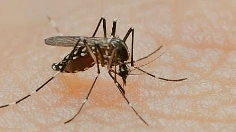 فائل تصویر آئی اے این ایس
