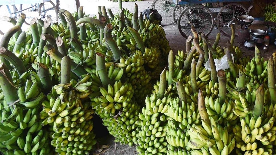 کیلا، تصویر آئی اے این ایس